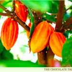 The Chocolate Tree