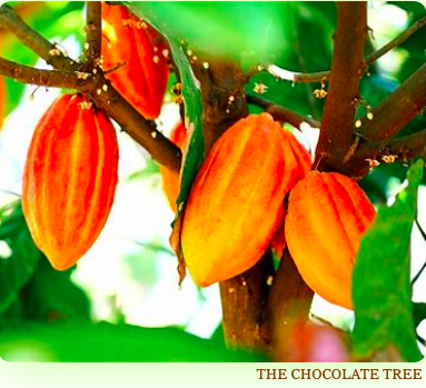 The Chocolate Tree
